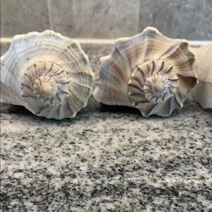Natural Sea Shell Home Accent Decor